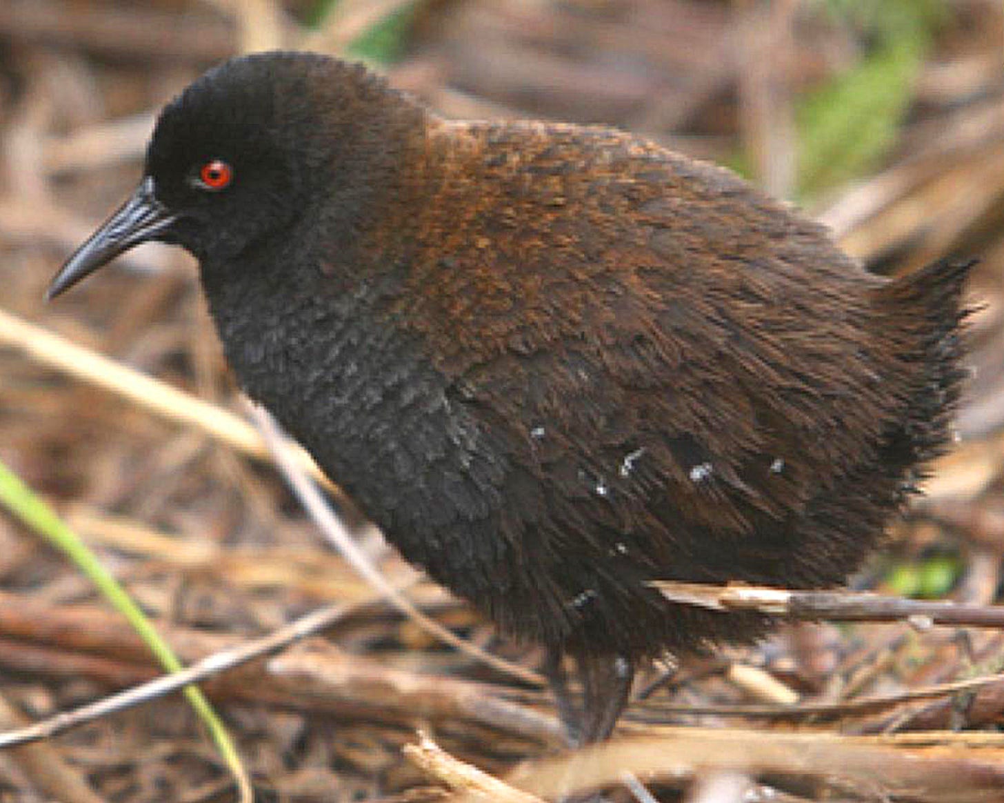 Scientists Crack Mystery of World's Smallest Flightless Bird: Inaccessible  Island Rail | Sci.News