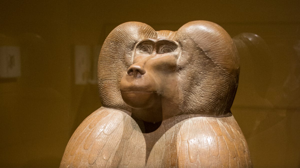Mystery origin of Egypt's mummified baboons finally cracked | Explained -  The Hindu
