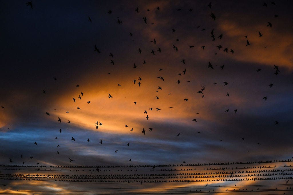 Swallows perch on electrical power lines at sunset in Eldorado dos Carajas, Para state, Brazil, on April 19, 2023. (Photo by Nelson Almeida/AFP via Getty Images)