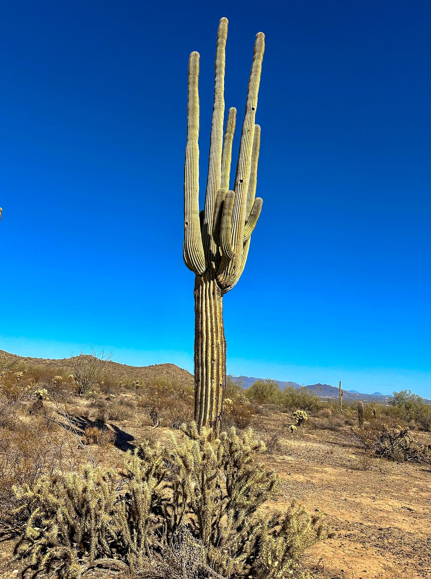 Giant saguaro 