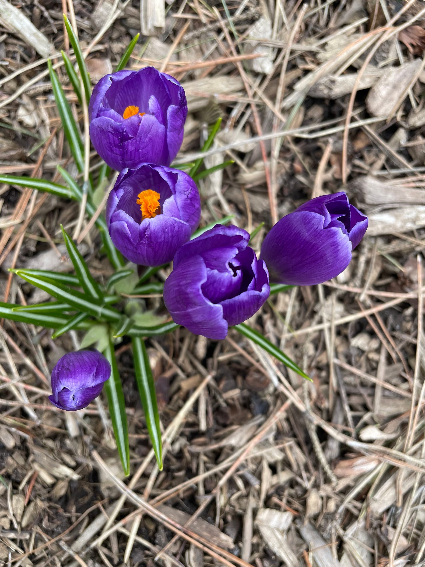 purple flowers