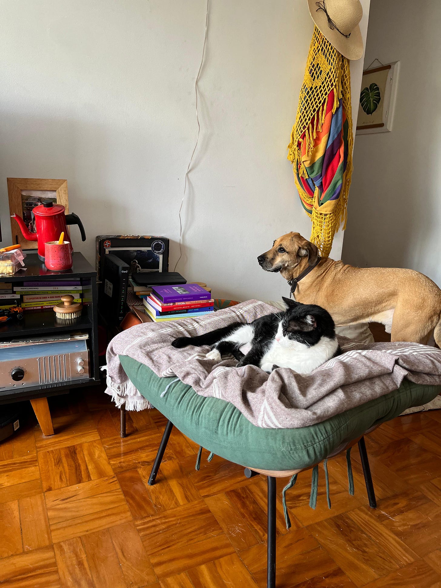 Foto da sala aqui de casa: ao lado esquerdo, está o rack da TV, mas em cima dele tem um bule de café e uma caneca. No meio, está gato Horácio deitado em um puff. Logo atrás dele, mias à direita, está o cão Batista