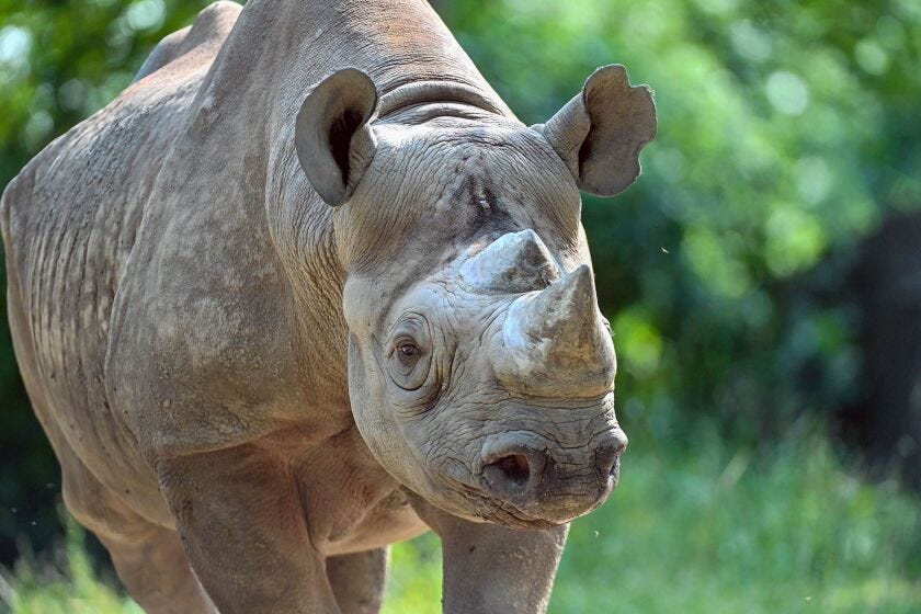 Eastern black rhinoceros Nakili was humanely euthanized at Brookfield Zoo due to kidney disease.