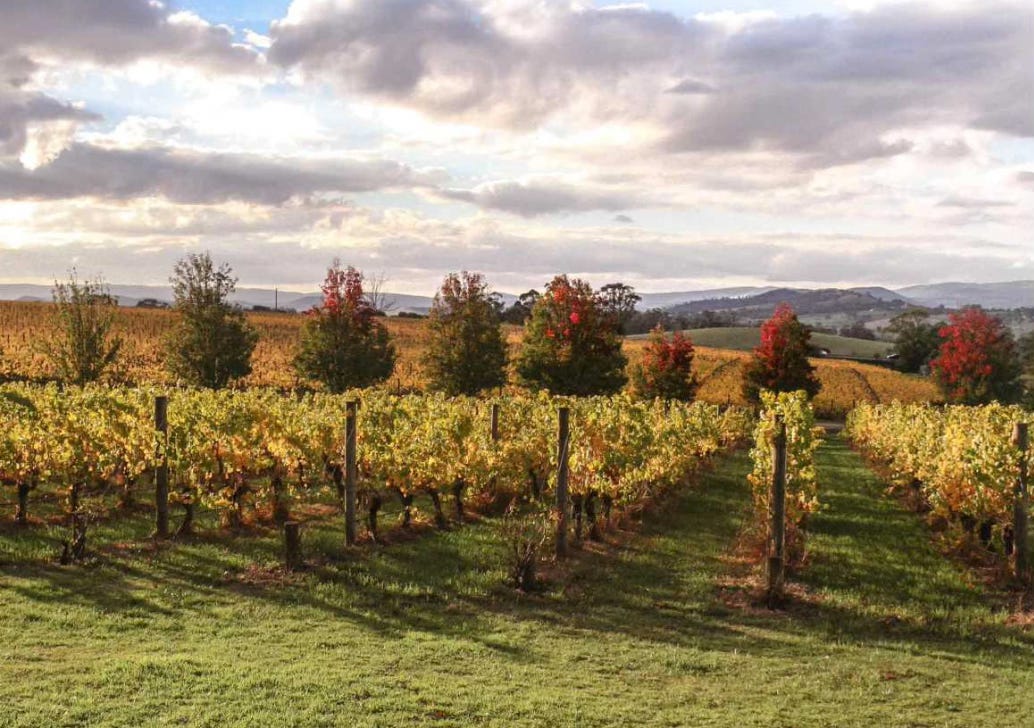 autumn vineyards in Yarra Valley