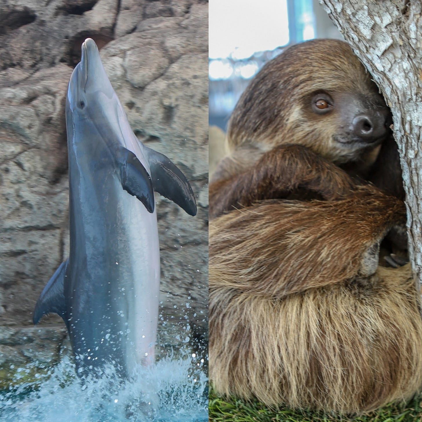 Texas State Aquarium en Twitter: "Dolphin or sloth? It's one of the many  tough choices in this year's March Marine Madness, where you can vote for  your favorite Aquarium animal! Cast your