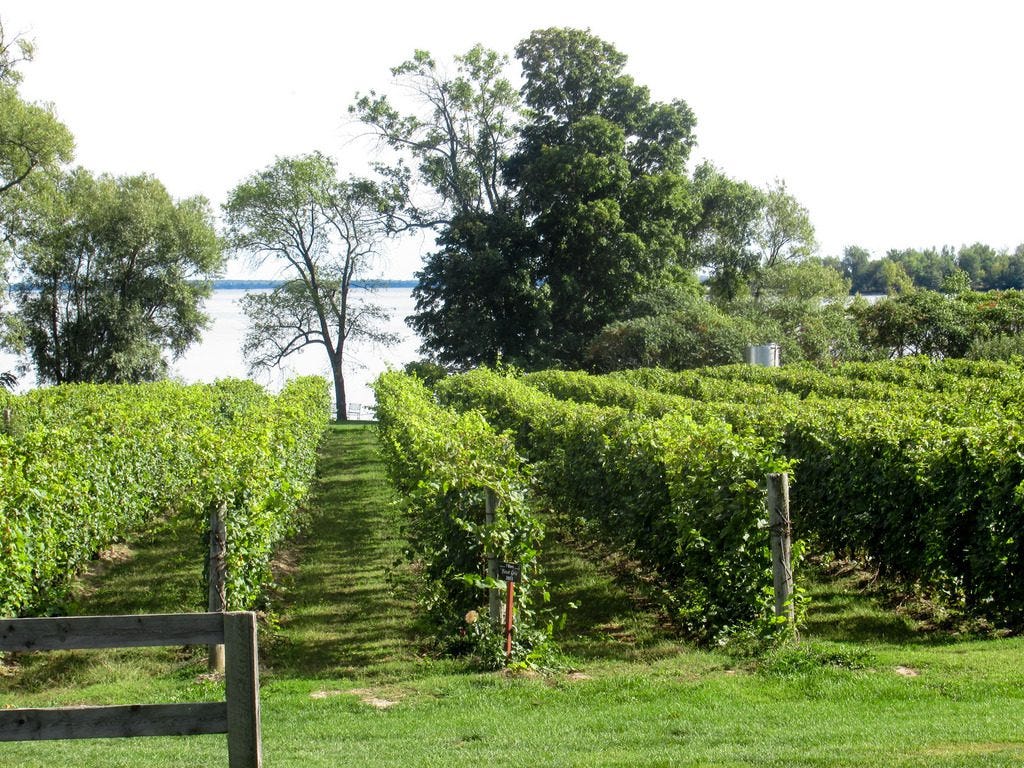 Vineyard at Sandbanks Winery