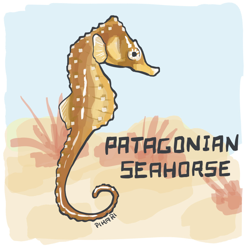 Illustration of an orange and yellow seahorse. It swims upright, with a curled tail and fins at its "ears".