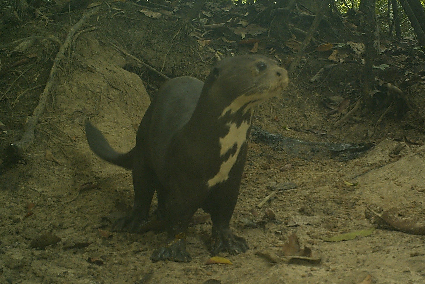A picture of a giant otter, with webbed feet and white spots on its neck