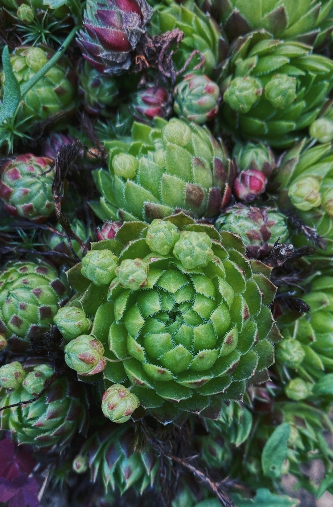 green and purple flower buds