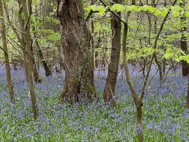 Photo by Author — Bluebells (Hyacinthoides non-scripta) in my local wood