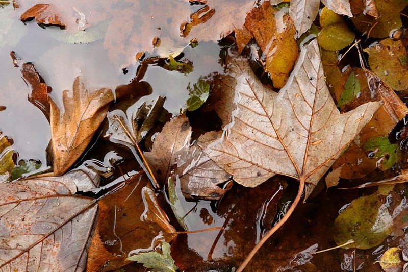 Brown and green leaves lie wetly in a pool of rain