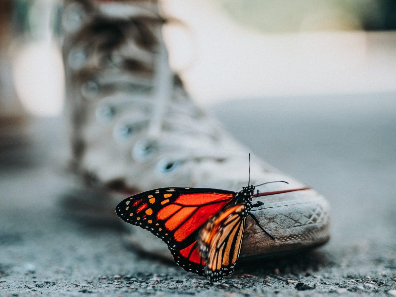 A narrow depth of field photograph showing the foot of a person wearing a dirty white hightop sneaker, standing on a gravelly grey surface. There’s a brilliant orange and black butterfly perched on the toe of the shoe.
