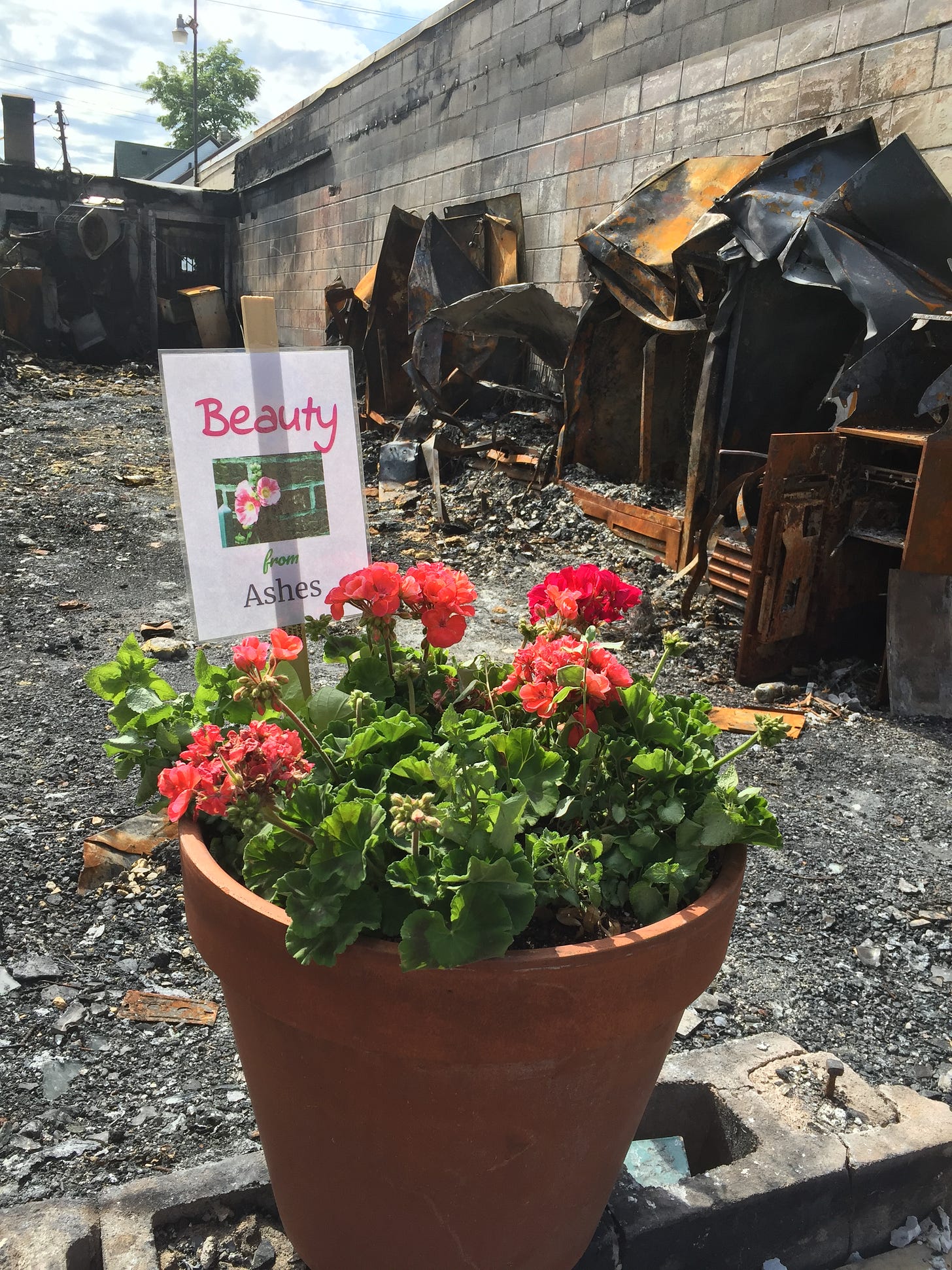 Flowers growing in Minnesota in the rubble of a burnt building.