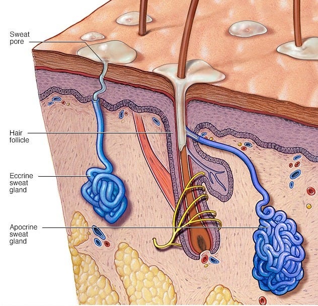 Sweat glands