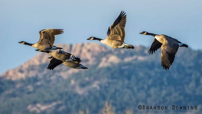 A flock of geese fly together this fall, with Horsetooth Rock in the background.