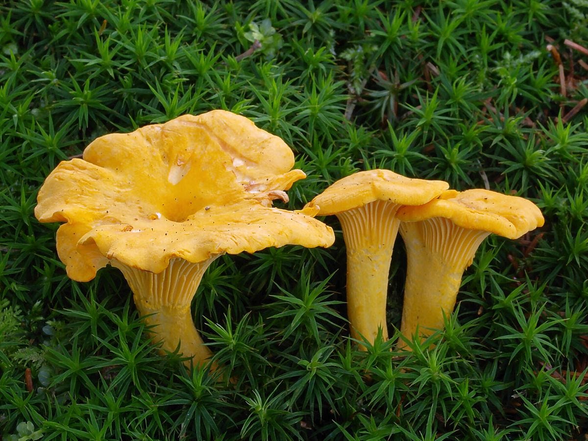 The 12 Best Edible Wild Mushrooms | MeatEater Cook