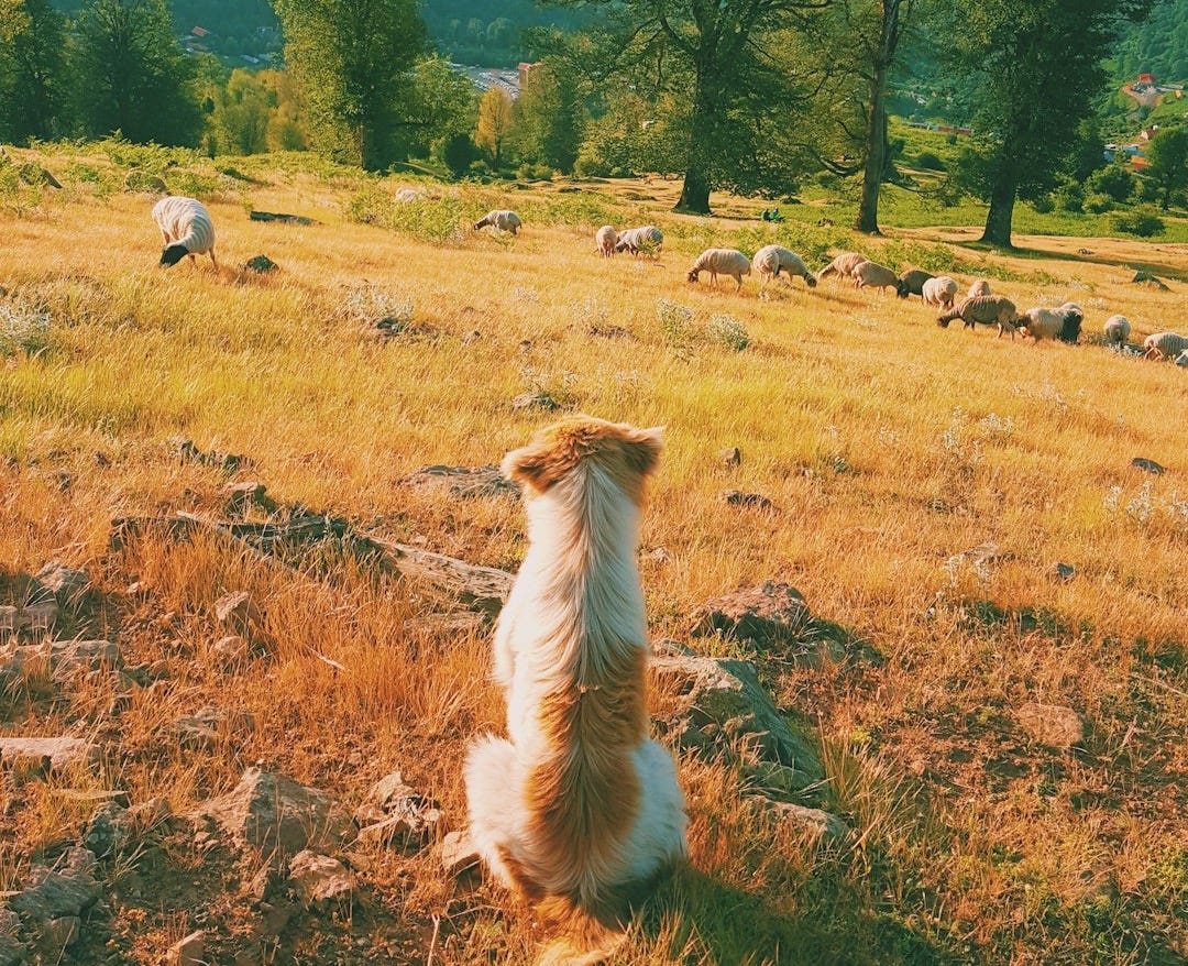 short-coated tan and white dog on hill