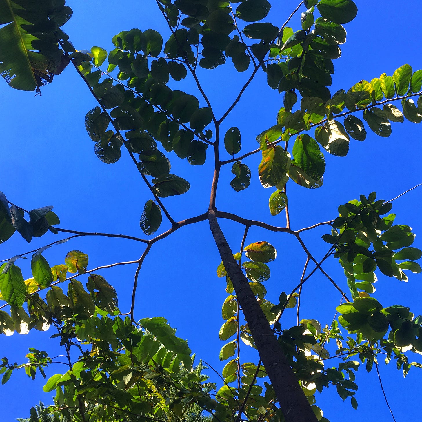Theobroma bicolor jaguar cacao branches against a blue sky