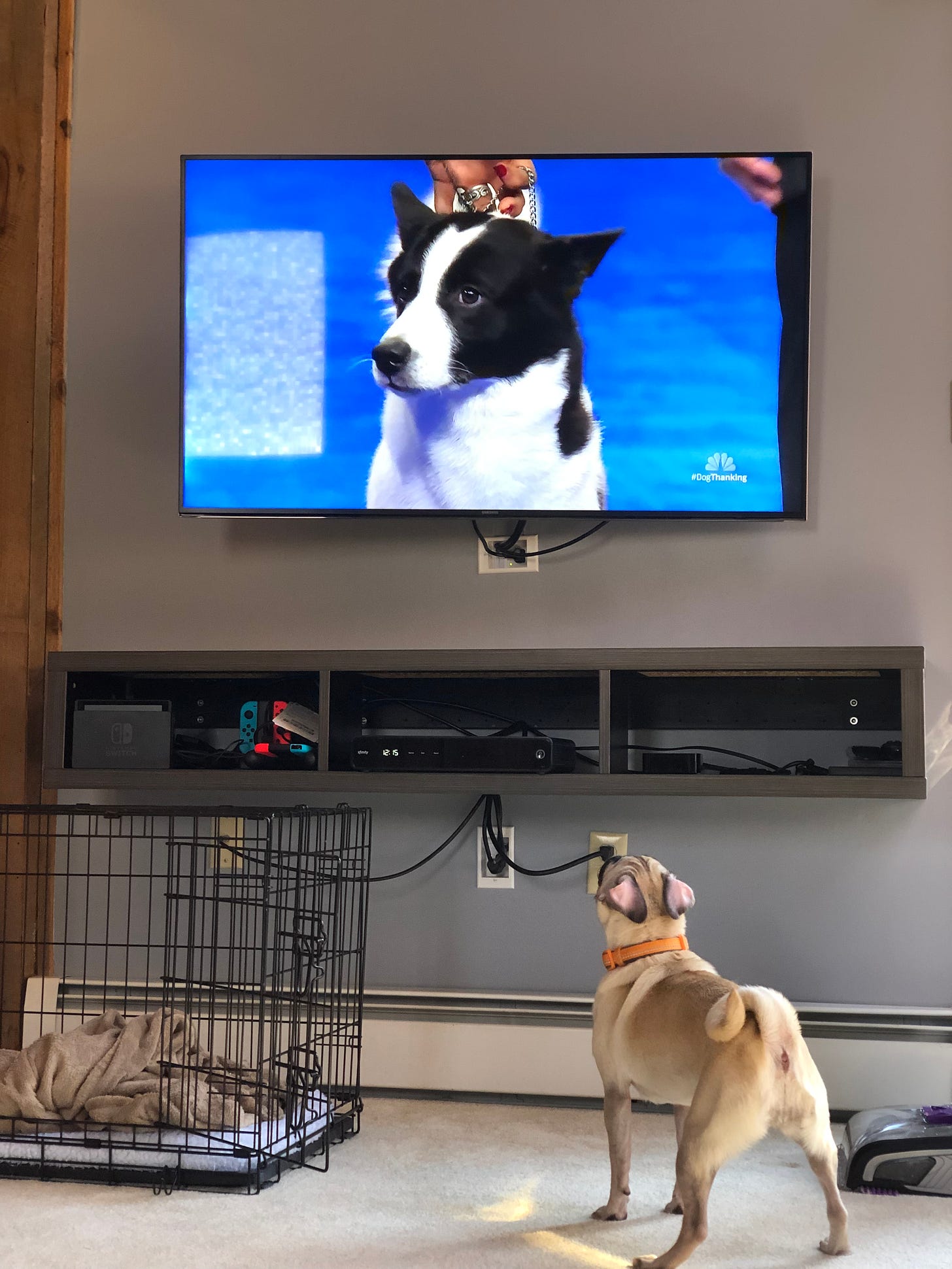 A small pug dog watching a dog show on television
