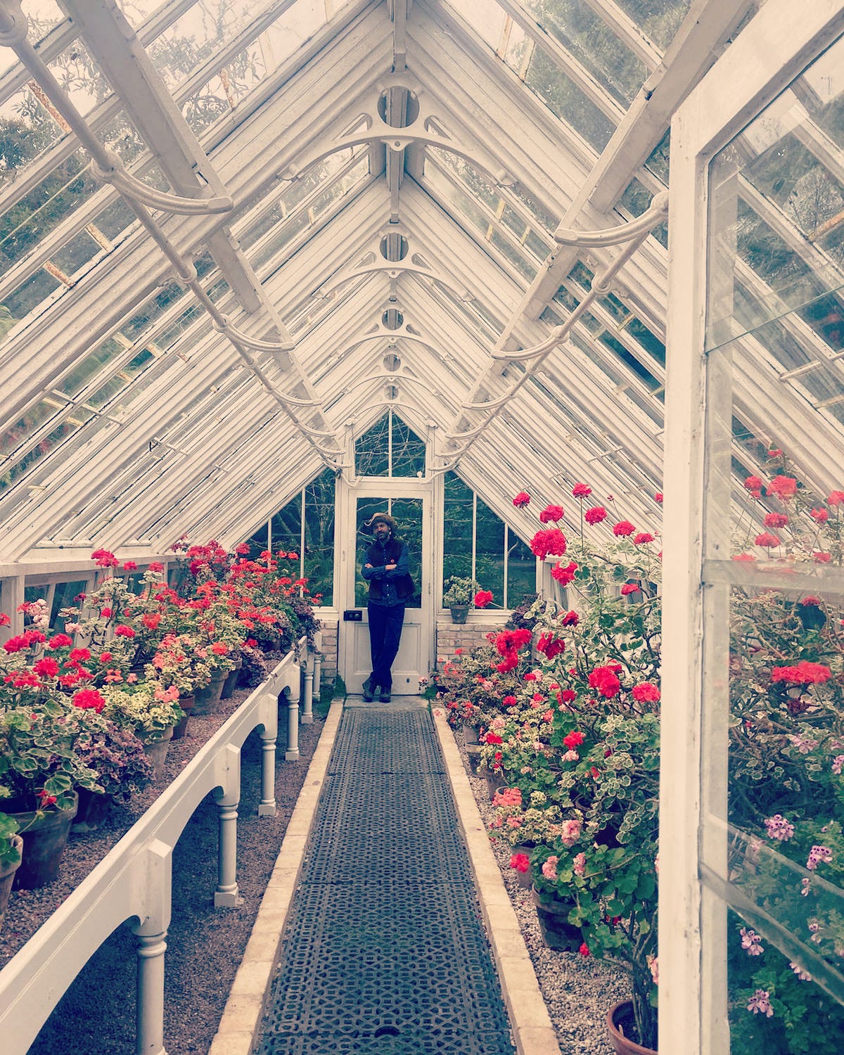 Man in a glasshouse with red flowers