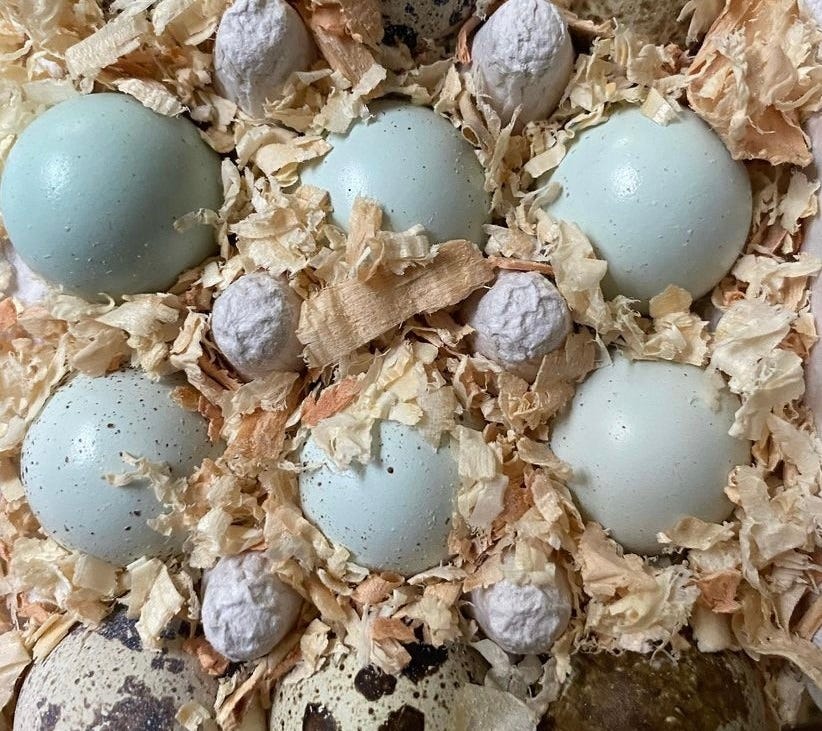 light blue and speckled quail eggs in wood shavings