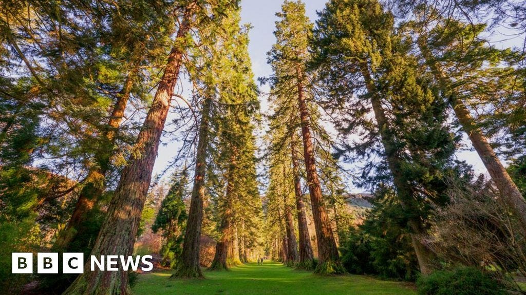 Giant redwood avenue at Benmore Botanic Garden in the Scottish Highlands