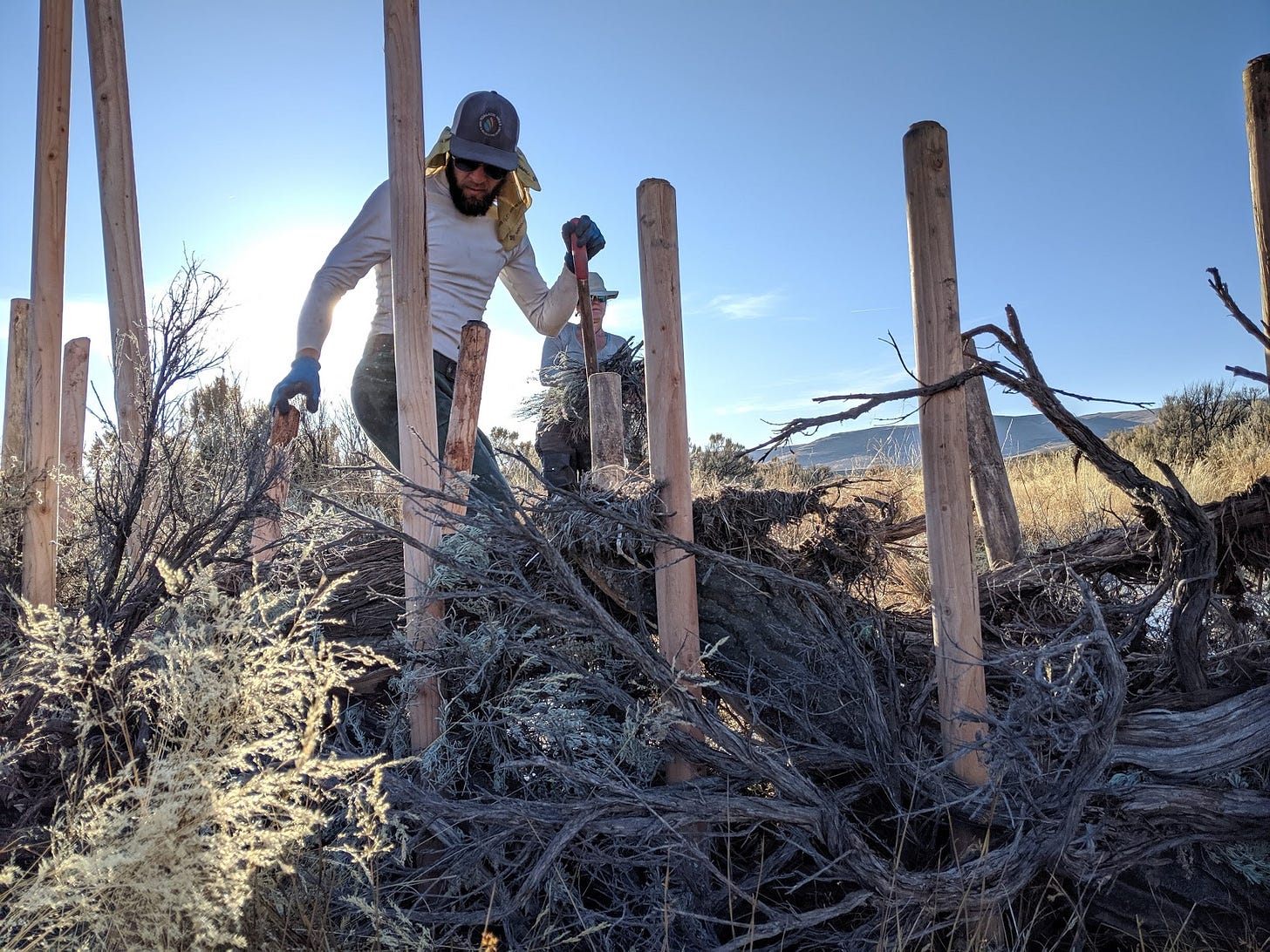 symbiotic restoration at work