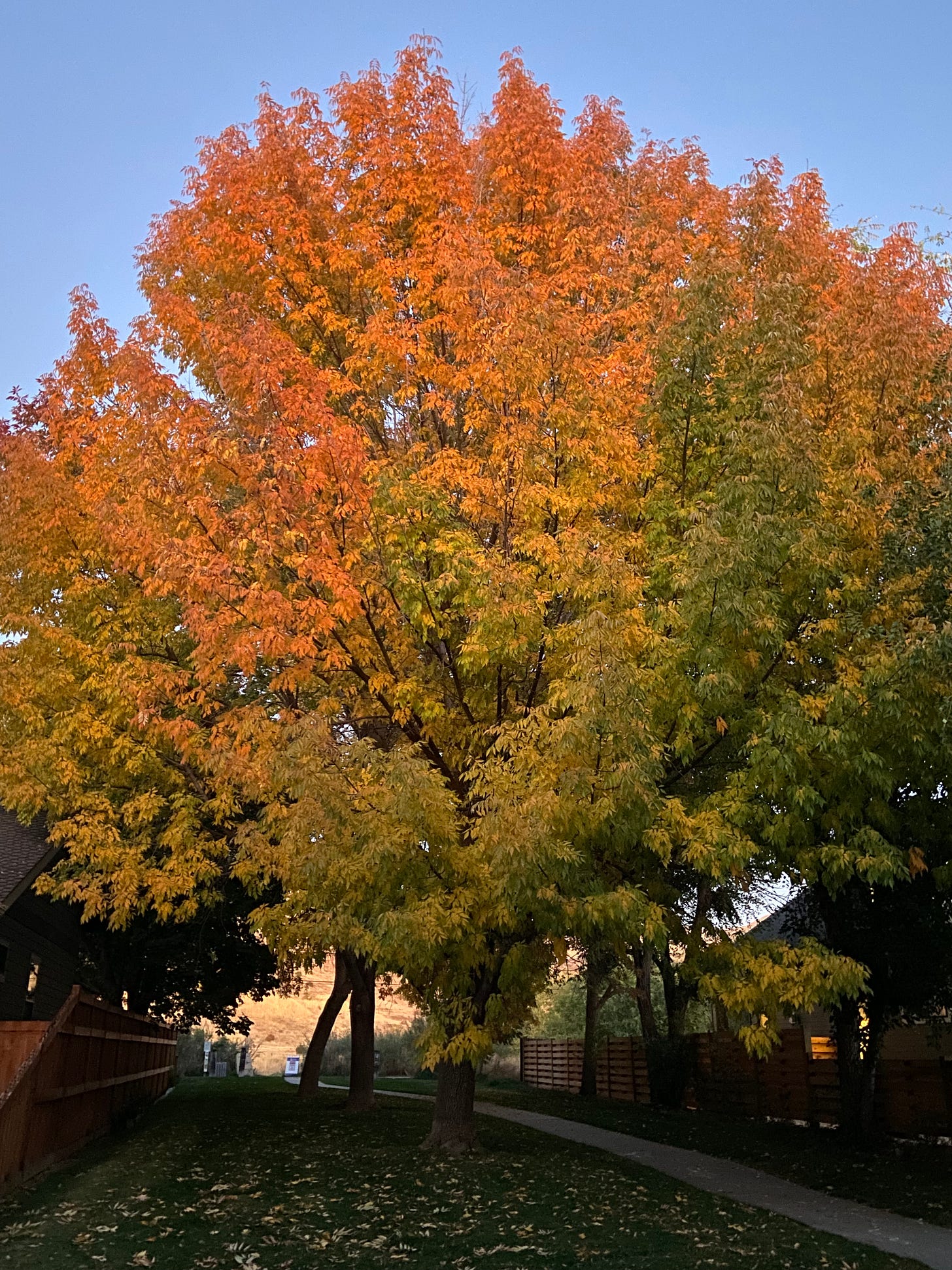 A mature ash tree with leaves green, yellow, and orange against a blue sky