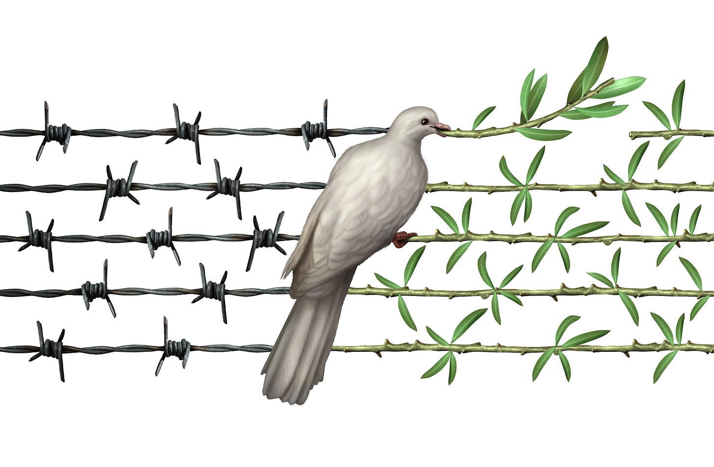 A dove on a barbed-wire fence