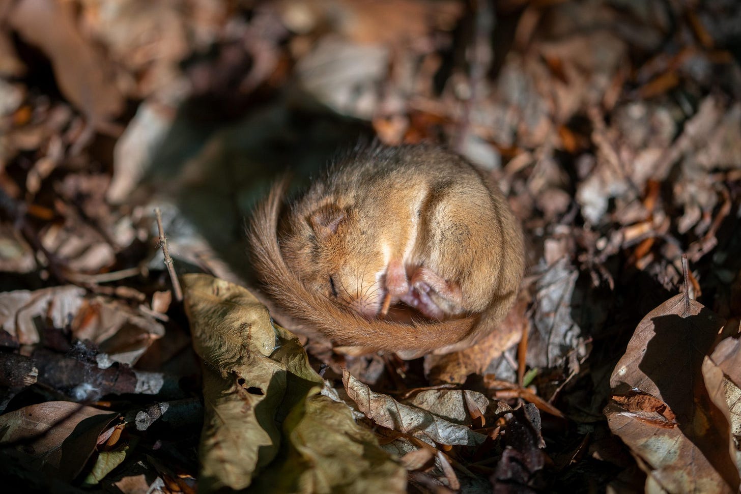 Torpor: what it is, why it's important and how torpor differs to  hibernation and sleep | Discover Wildlife