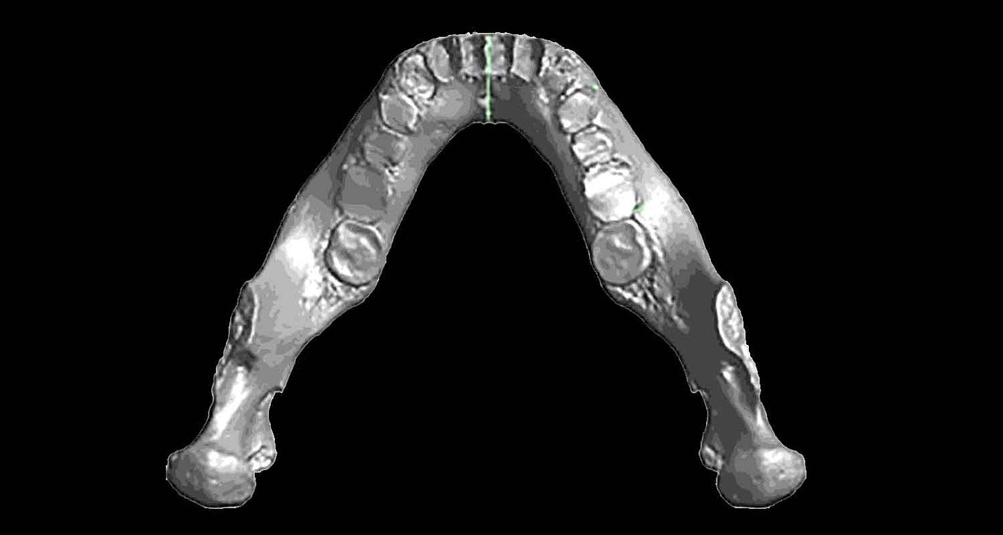 Penghu mandible symmetrically reconstructed, shown in occlusal view in black and white