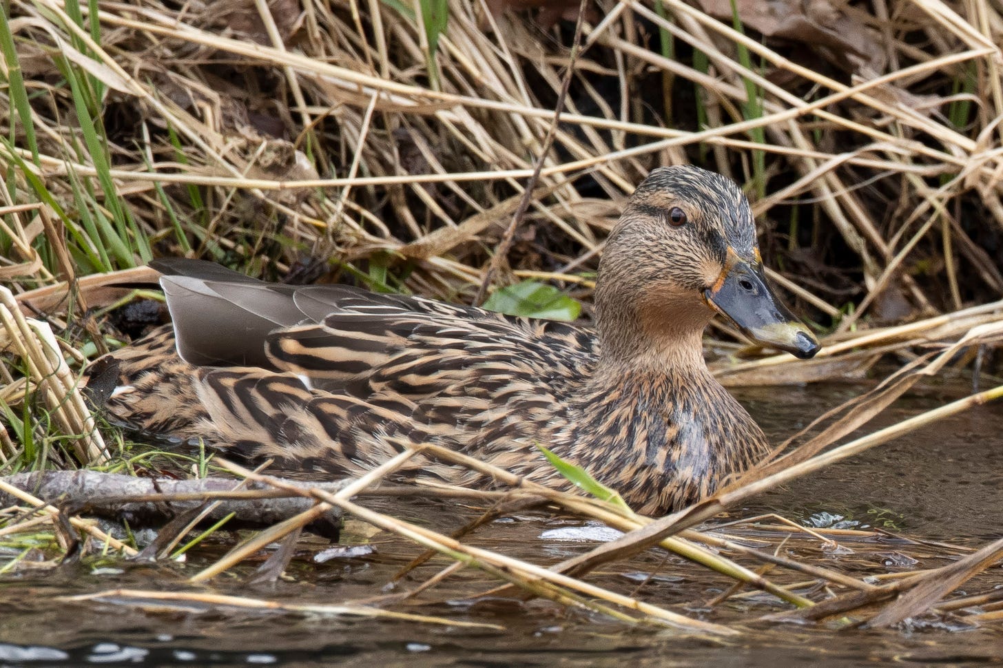 A duck in the water

AI-generated content may be incorrect.