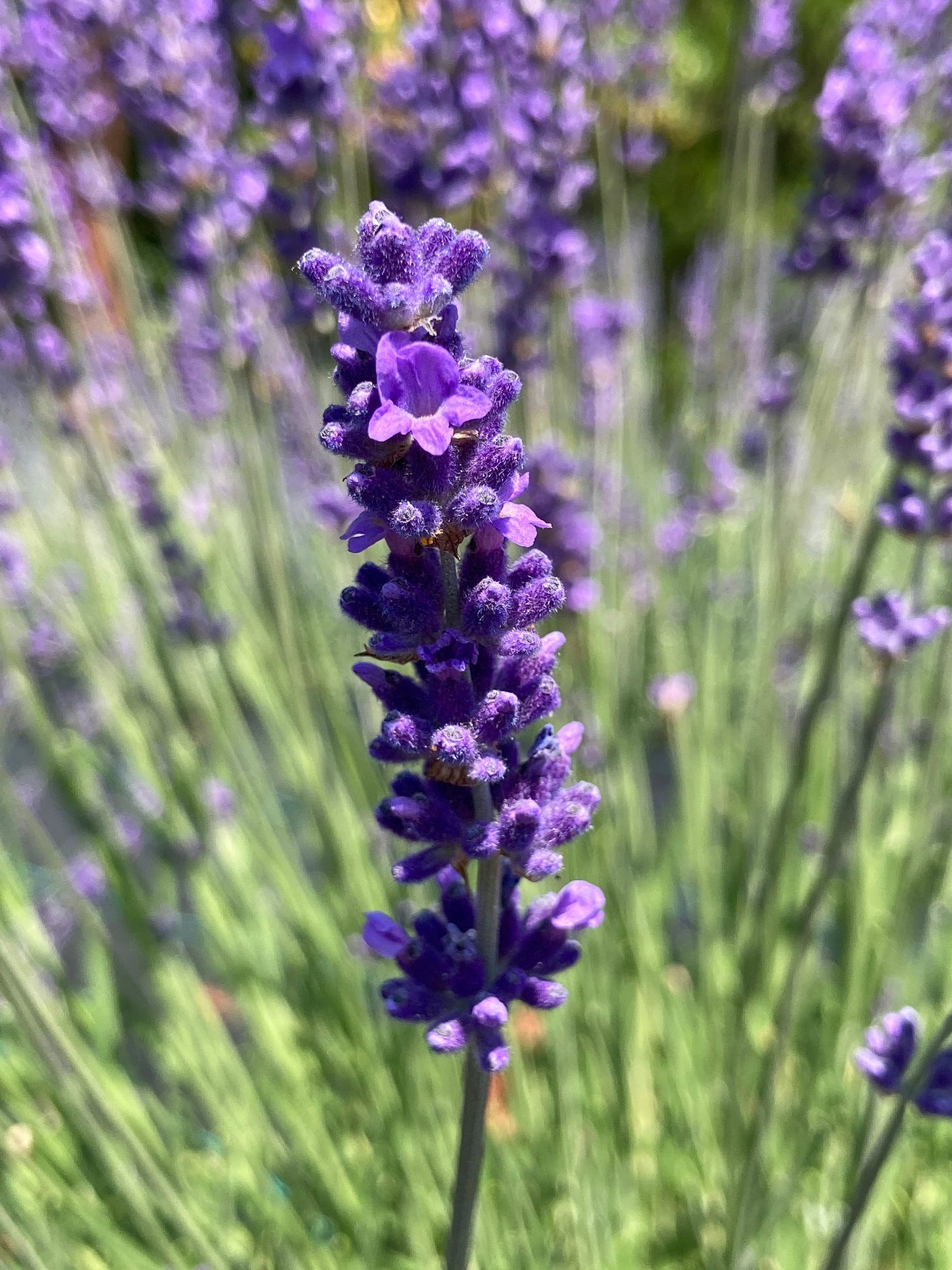 Lavandula angustifolia 'Purple Bouquet' Lavender