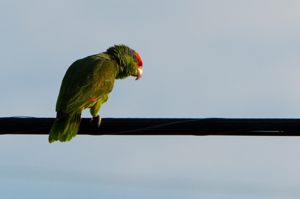 Urban parrot (151/365) | Day 151: This morning, a few parrot… | Flickr