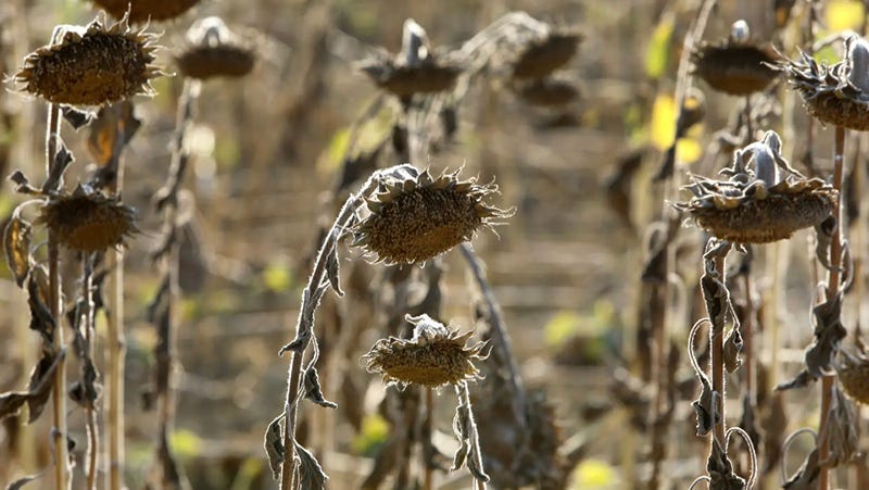 Dying sunflowers in a field