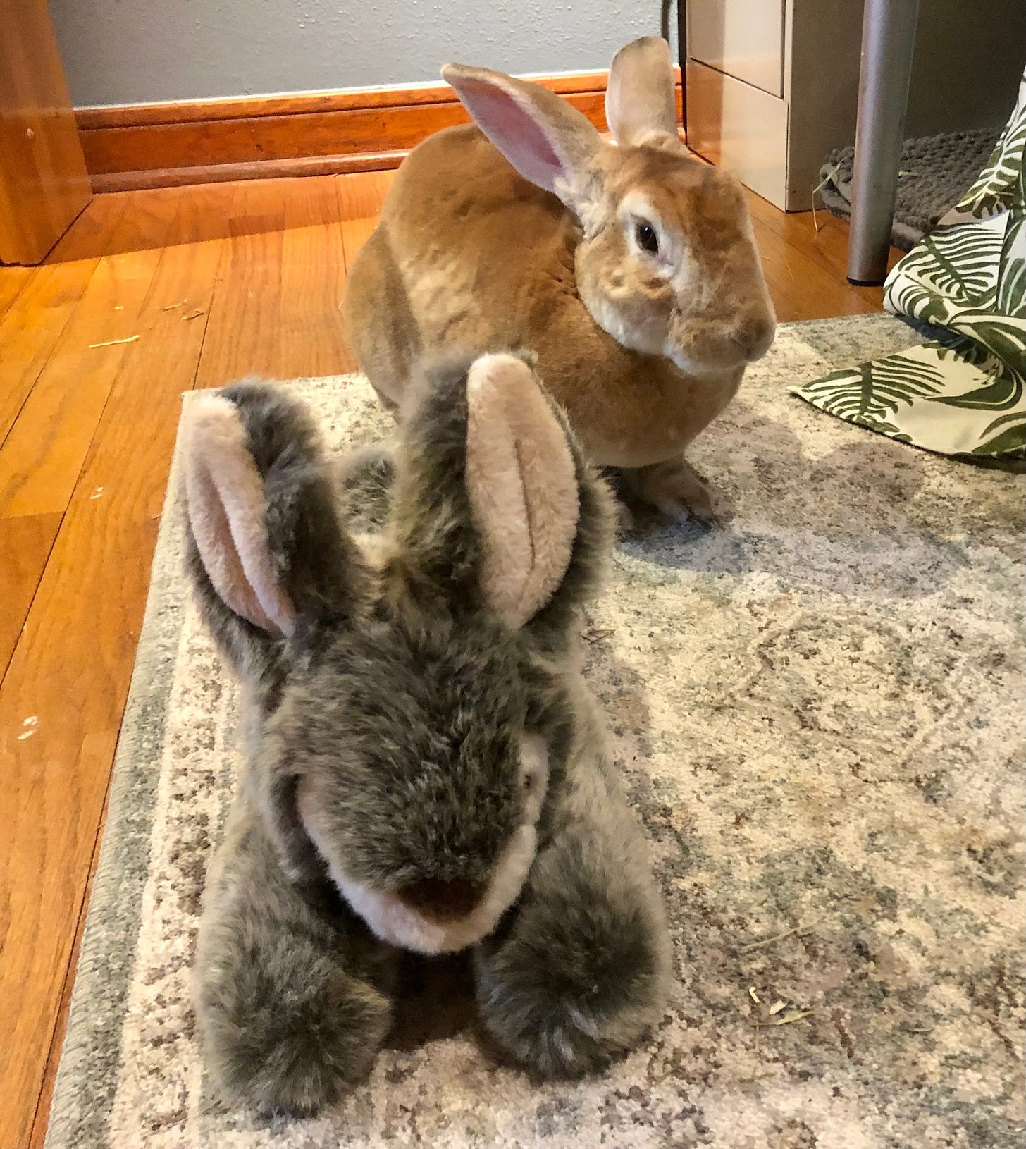 Fake bun and real rabbit