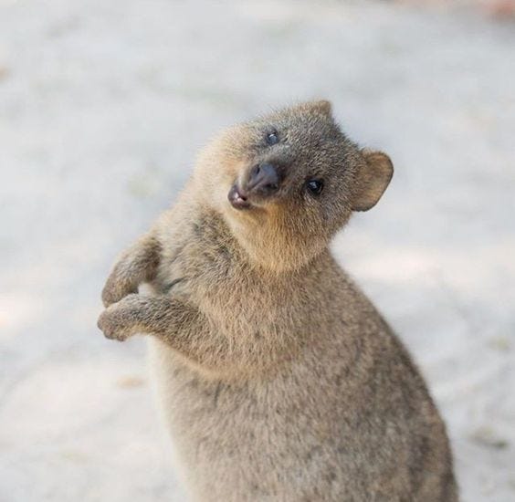 30 Funny Quokka Pictures That Will Make You Book A Flight To Australia To  See Them | Quokka animal, Cute animals, Quokka