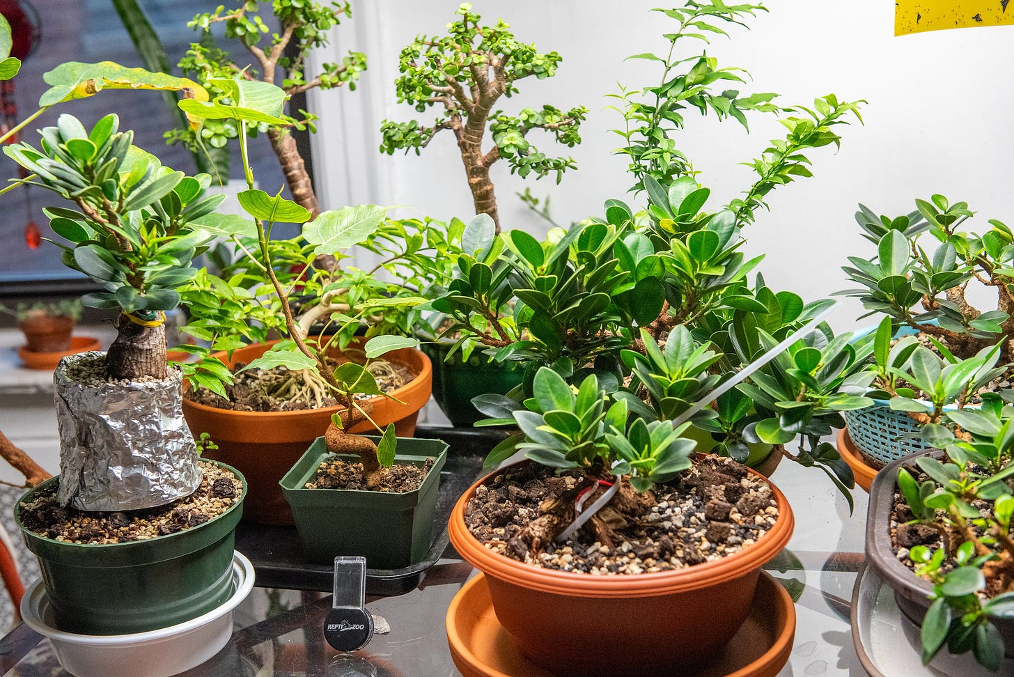 ID: Tropical bonsai grow room