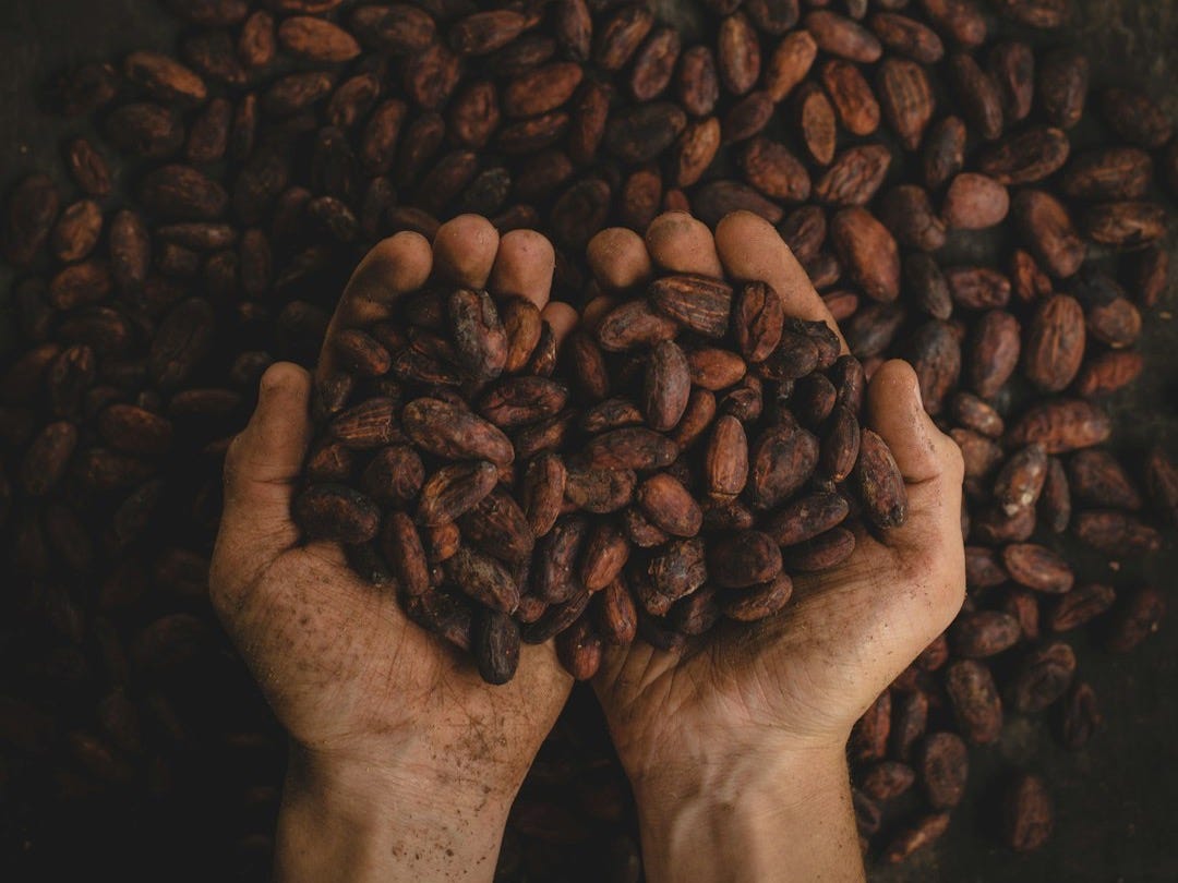 person holding dried beans
