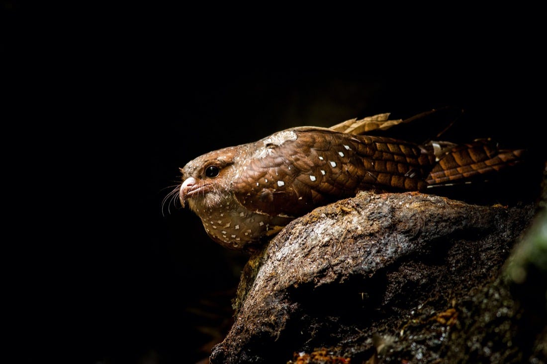 Consider The Nocturnal, Whiskered Oilbird - Science Friday