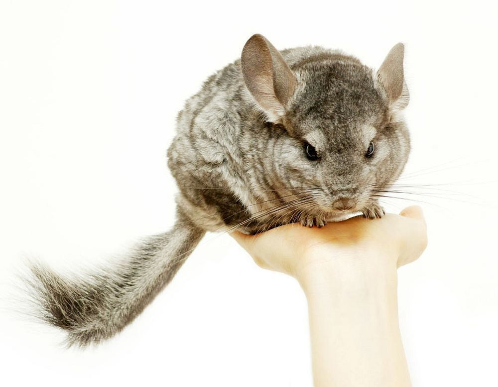 Chinchilla animal