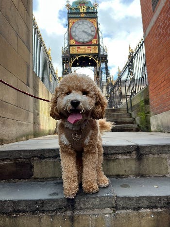 My dog Henry Scampi, looking pleased with himself on the Chester city walls.