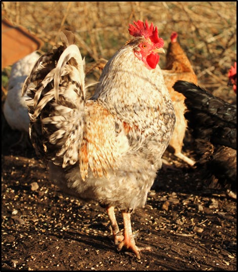 Photo of a very usless rooster