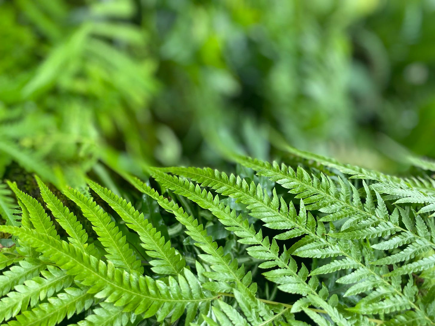 A fern lines the bottom of the photo with its fronds angled toward the left. The rest of the photo is blurred green with ferns in the backdrop.