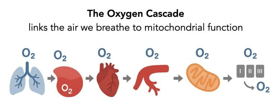 A diagram of a diagram of oxygen cascade

AI-generated content may be incorrect.