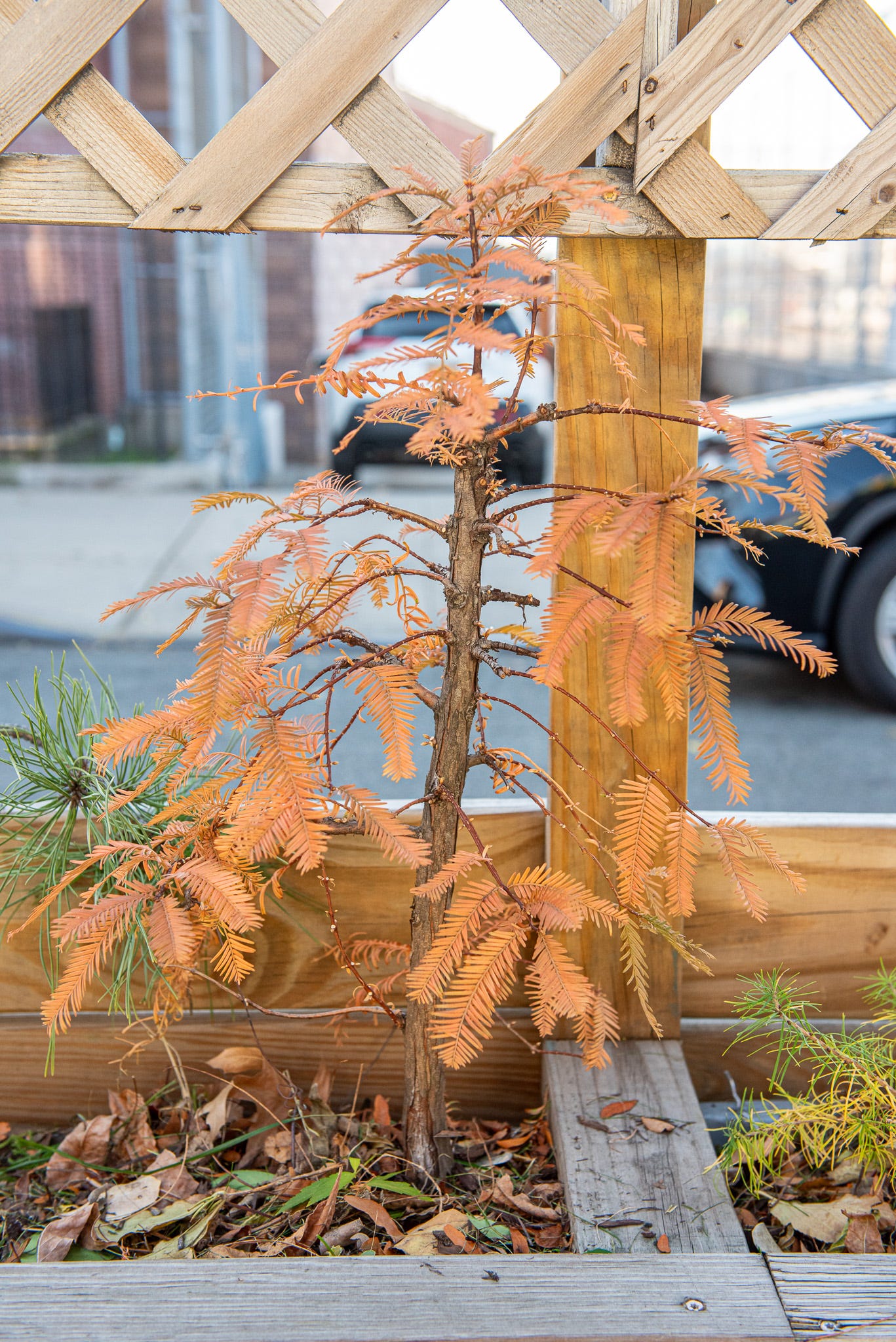 ID: Dawn redwood bonsai showing fall colors