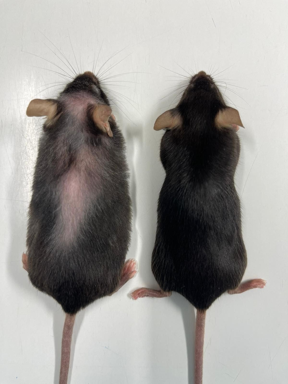 Anti-ageing drug helps mice live longer, raising hopes for humans Anti-ageing drug helps mice live longer, raising hopes for humans