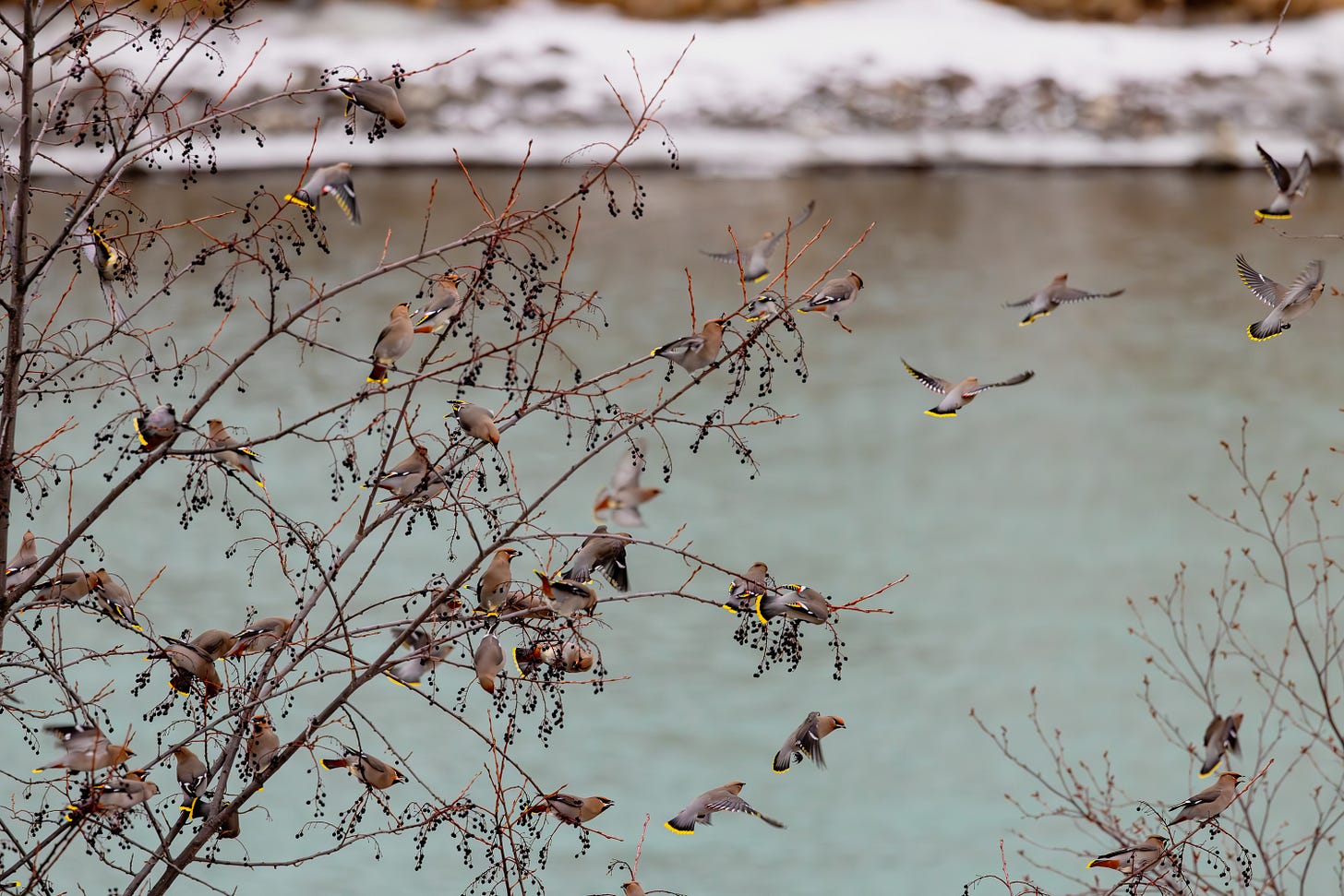 waxwing birds