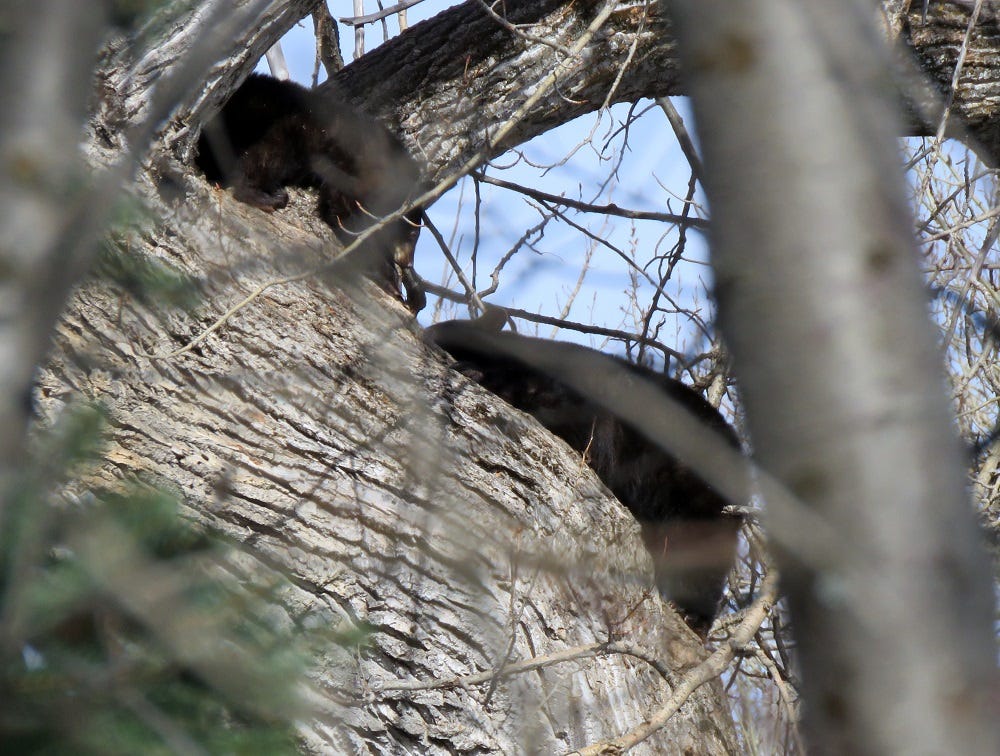 May be an image of great grey owl and owl