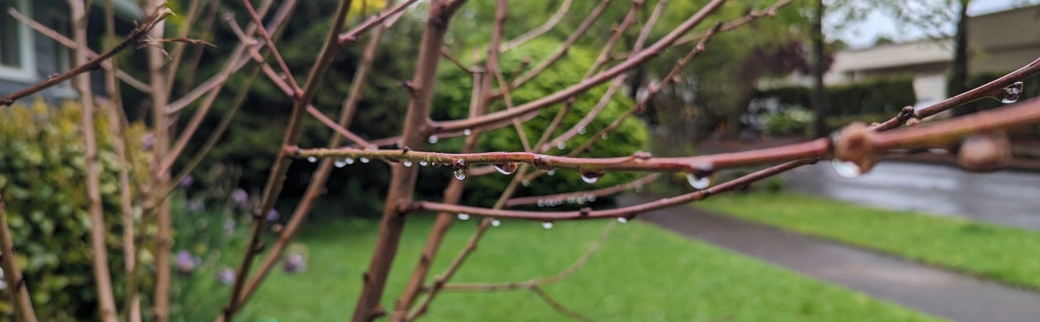 close up of a bare branch of a tree, with raindrops hanging off it